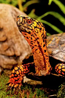 Terrapene: Eastern Box Turtle, Terrapene carolina