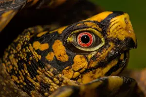Terrapene: eastern box turtle (Terrapene carolina carolina)
