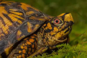 Terrapene: eastern box turtle (Terrapene carolina carolina)