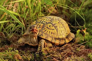 Terrapene: Eastern Box Turtle, Terrapene carolina carolina