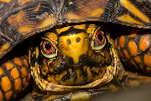 Terrapene: eastern box turtle (Terrapene carolina carolina)