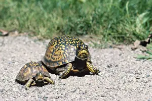 Terrapene: Eastern Box Turtles