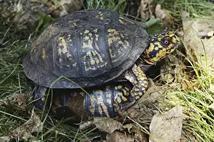 Terrapene: Eastern Box Turtles