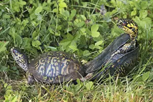 Terrapene: Eastern Box Turtles Mating
