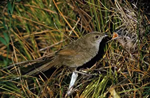 Brachypterus: Eastern Bristlebird - feeding young at nest