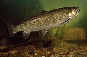 Fontinalis: EASTERN BROOK TROUT - SWIMMING