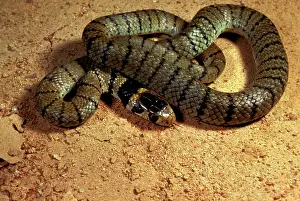 Textilis: Eastern brown snake