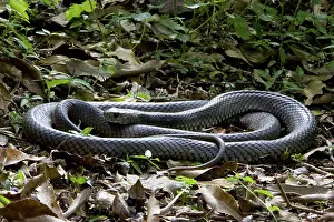 Textilis: Eastern brown snake