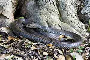 Textilis: Eastern brown snake