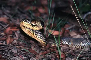 Strike: Eastern Brown Snake