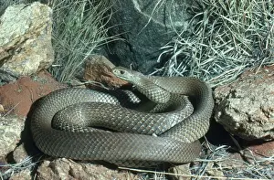 Herps: Eastern Brown Snake