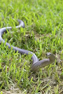 Slithering: Eastern Brown Snake