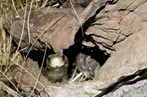 Elapidae: Eastern brown snake