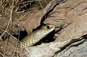 Elapidae: Eastern brown snake