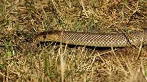 Textilis: The eastern brown snake, often referred to as the