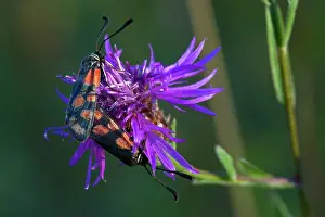 Zygaena: Eastern Burnet Moth pair mating