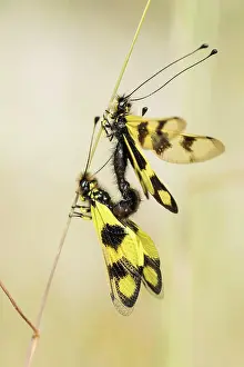 Croatian: Eastern butterfly moth, Rabac, Istria (Libelloides