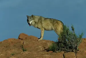 Lycaon: Eastern Canadian Wolf or Eastern Canadian Red Wolf