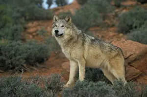 Lycaon: Eastern Canadian Wolf or Eastern Canadian Red Wolf