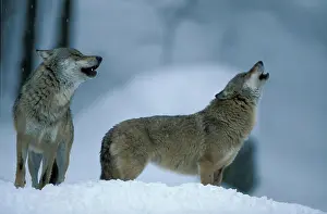 Howling: Eastern Canadian Wolf or Eastern Canadian Red Wolf