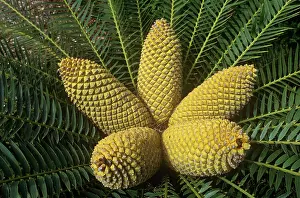 Bread: Eastern Cape Giant Cycad / Hottentot bread tree