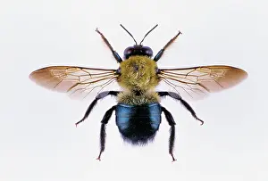 Carpenter: Eastern Carpenter Bee