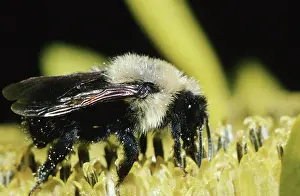 Carpenter: Eastern Carpenter Bee