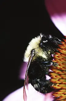 Carpenter: Eastern Carpenter Bee