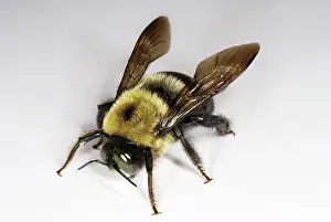 Pollinator: Eastern Carpenter Bee