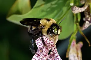 Pollinator: Eastern Carpenter Bee