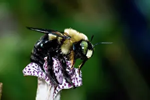 Pollinator: Eastern Carpenter Bee