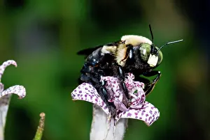 Pollinator: Eastern Carpenter Bee