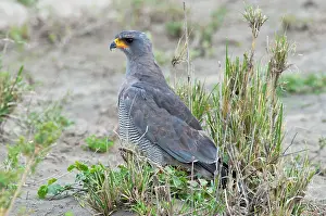Chanting: Eastern Chanting Goshawk