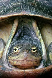 Emydidae: Eastern Chicken Turtle
