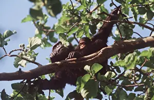 Canopy: EASTERN CHIMPANZEE - and baby in tree