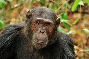 Schweinfurthii: Eastern Chimpanzee / Common Chimpanzee