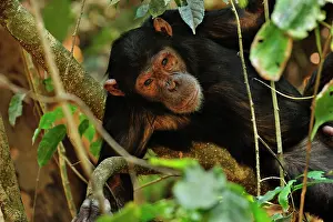 Schweinfurthii: Eastern Chimpanzee / Common Chimpanzee