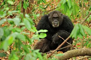 Schweinfurthii: Eastern Chimpanzee / Common Chimpanzee alpha male