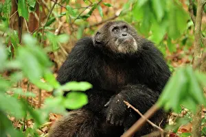 Schweinfurthii: Eastern Chimpanzee / Common Chimpanzee alpha male