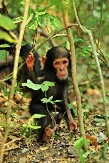 Schweinfurthii: Eastern Chimpanzee / Common Chimpanzee baby