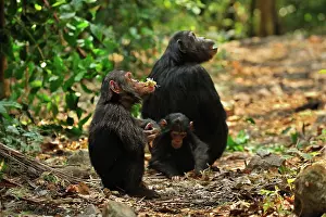 Schweinfurthii: Eastern Chimpanzee / Common Chimpanzee with baby