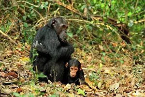 Schweinfurthii: Eastern Chimpanzee / Common Chimpanzee with baby