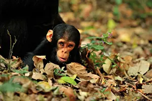 Schweinfurthii: Eastern Chimpanzee / Common Chimpanzee baby