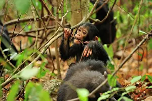 Schweinfurthii: Eastern Chimpanzee / Common Chimpanzee with baby