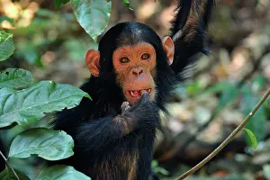 Schweinfurthii: Eastern Chimpanzee / Common Chimpanzee baby