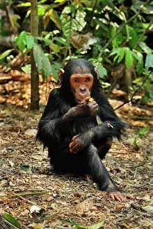Schweinfurthii: Eastern Chimpanzee / Common Chimpanzee baby