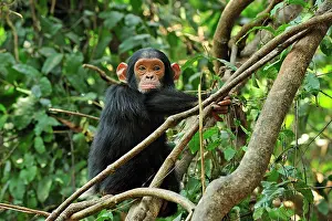 Schweinfurthii: Eastern Chimpanzee / Common Chimpanzee baby