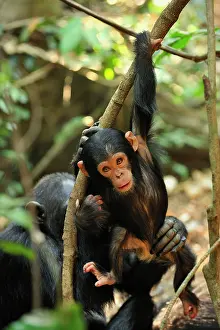 Schweinfurthii: Eastern Chimpanzee / Common Chimpanzee baby