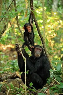 Schweinfurthii: Eastern Chimpanzee / Common Chimpanzee with baby