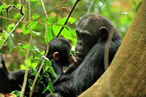 Schweinfurthii: Eastern Chimpanzee / Common Chimpanzee with baby